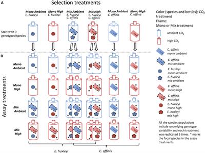 Eco-Evolutionary Interaction in Competing Phytoplankton: Nutrient Driven Genotype Sorting Likely Explains Dominance Shift and Species Responses to CO2